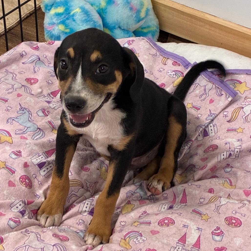 Enlarge Floppy, a Adoptable Mixed Breed in Morriston, FL image 2/6