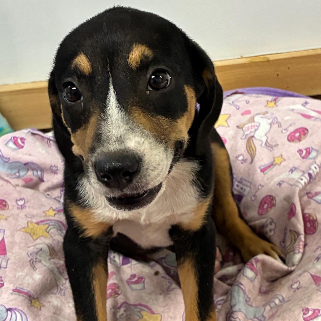 Enlarge Floppy, a Adoptable Mixed Breed in Morriston, FL image 3/6