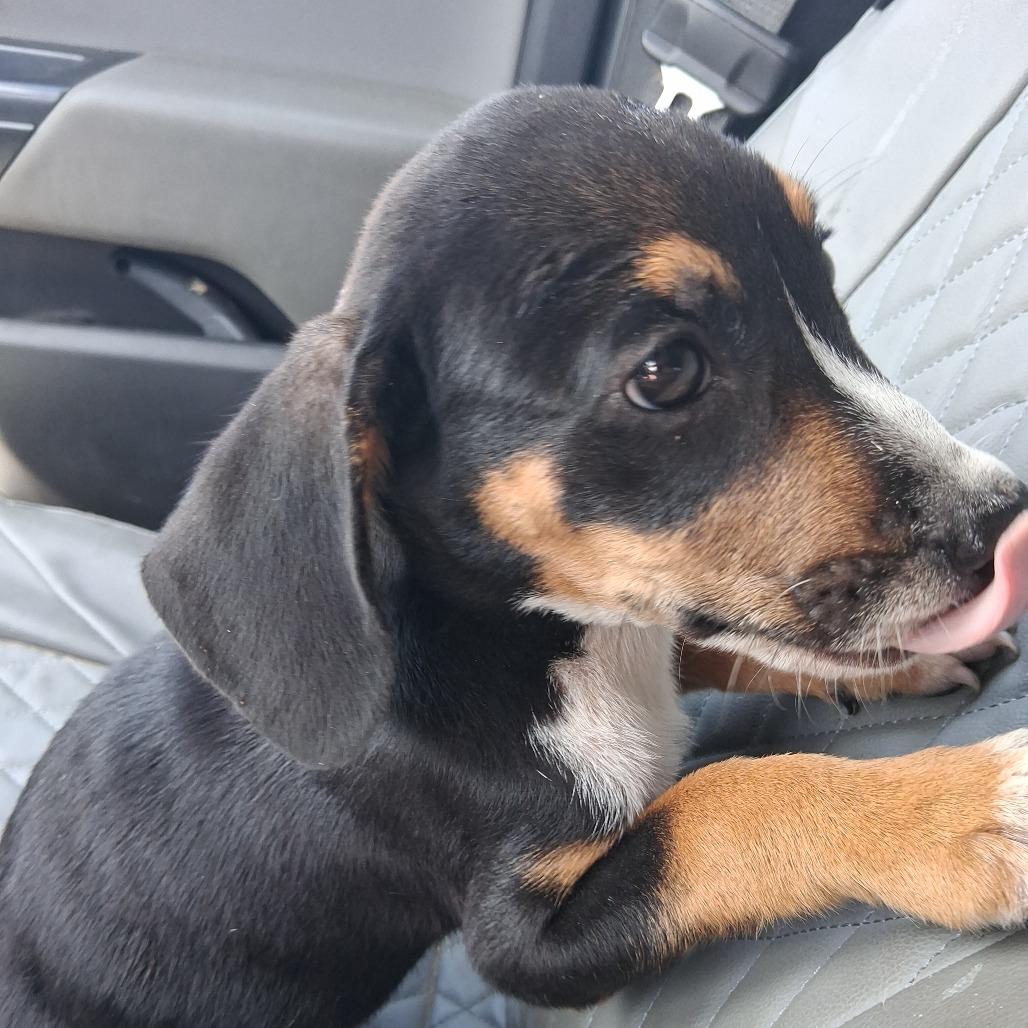 Enlarge Floppy, a Adoptable Mixed Breed in Morriston, FL image 4/6