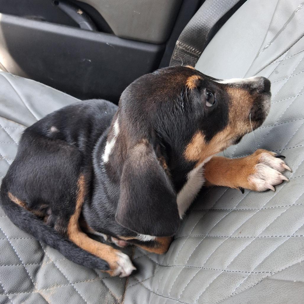 Enlarge Floppy, a Adoptable Mixed Breed in Morriston, FL image 5/6