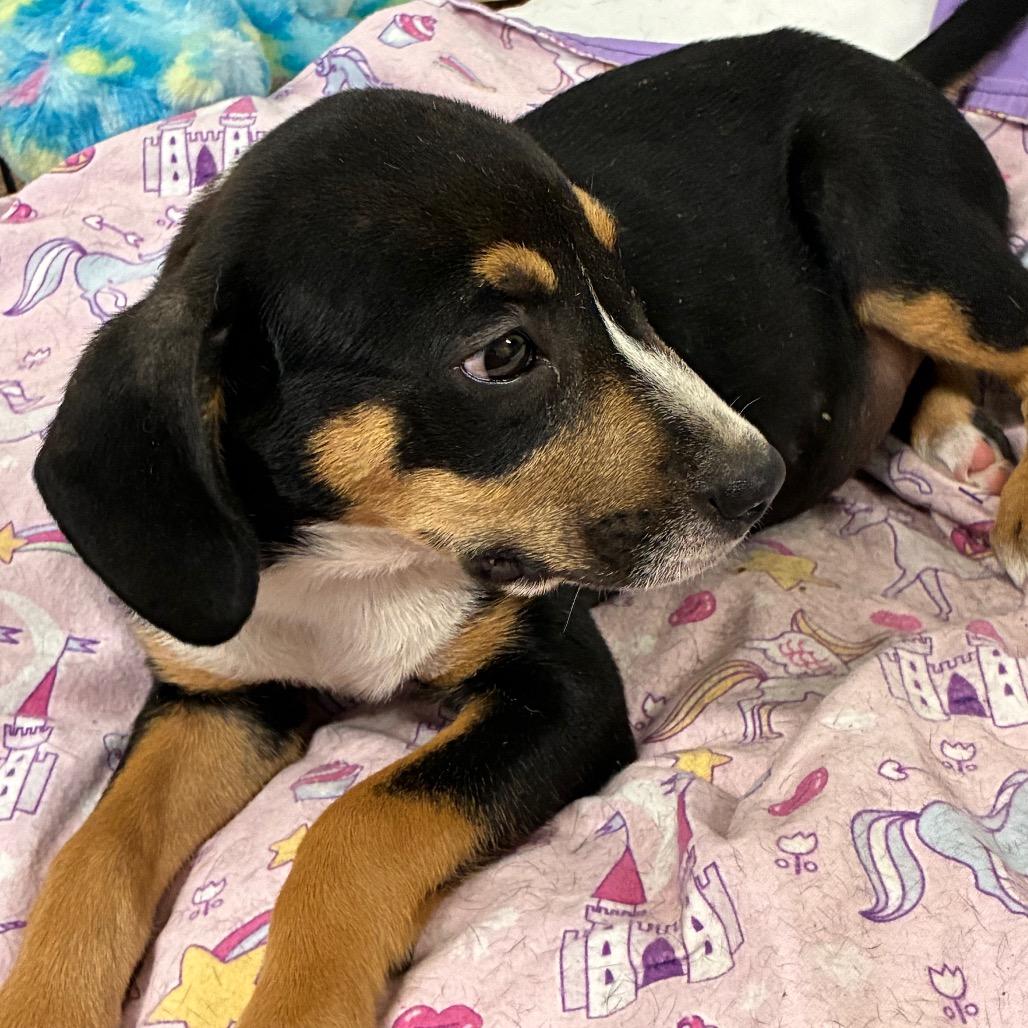 Enlarge Floppy, a Adoptable Mixed Breed in Morriston, FL image 6/6