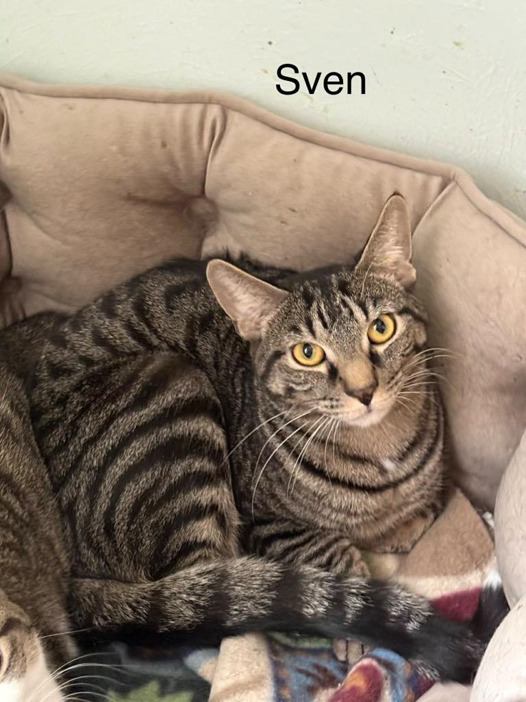 Sven, Adoptable, Young Male Domestic Short Hair.