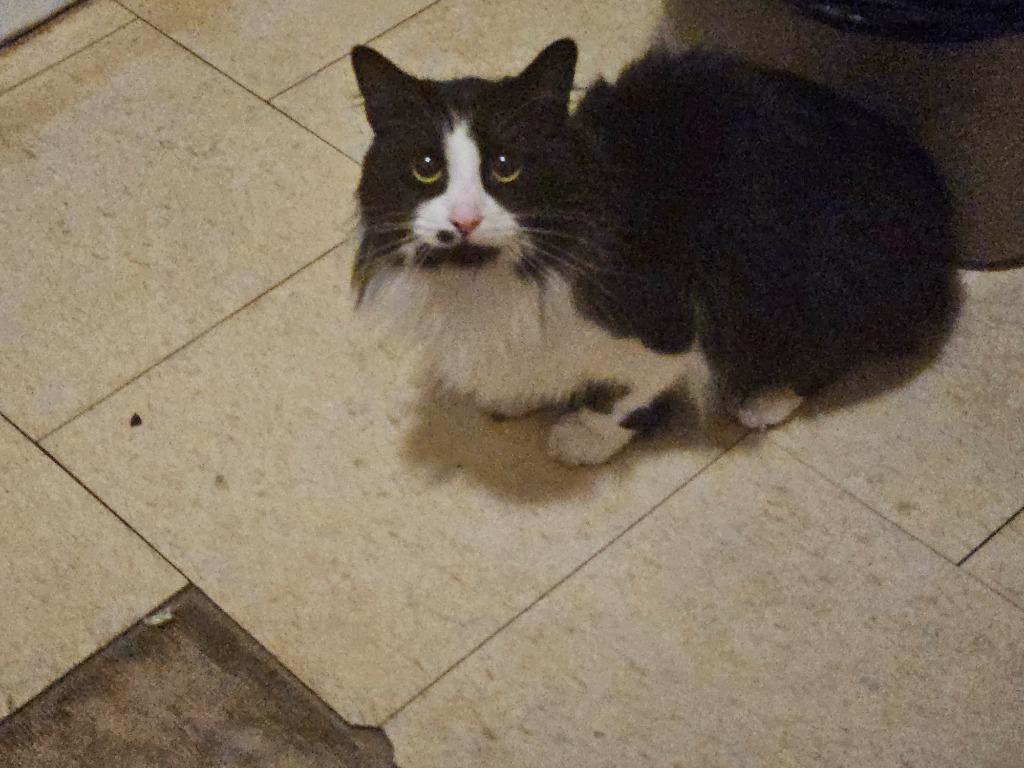 Enlarge Inola, a Adoptable mixed breed in Vineland, NJ image 1/3