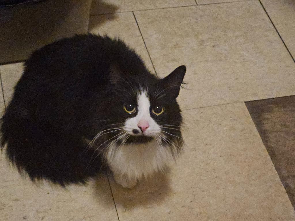 Enlarge Inola, a Adoptable mixed breed in Vineland, NJ image 2/3