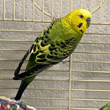 Enlarge Splish Splash, a Adoptable Parakeet (Other) in Wheaton, IL image 1/1