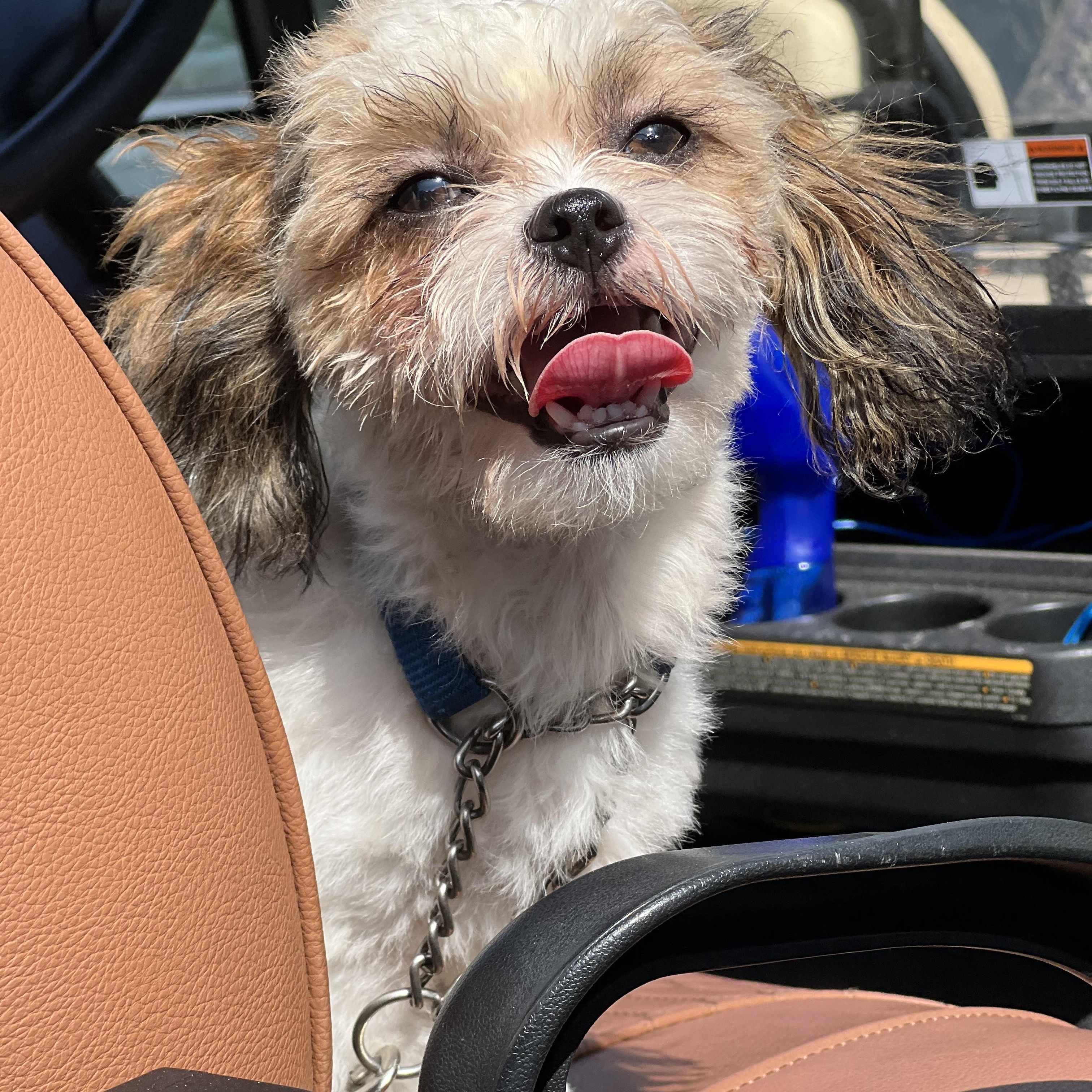 Enlarge Jax-ADOPTION PENDING, a ADOPTABLE mixed breed in Mt Pleasant, SC image 3/6
