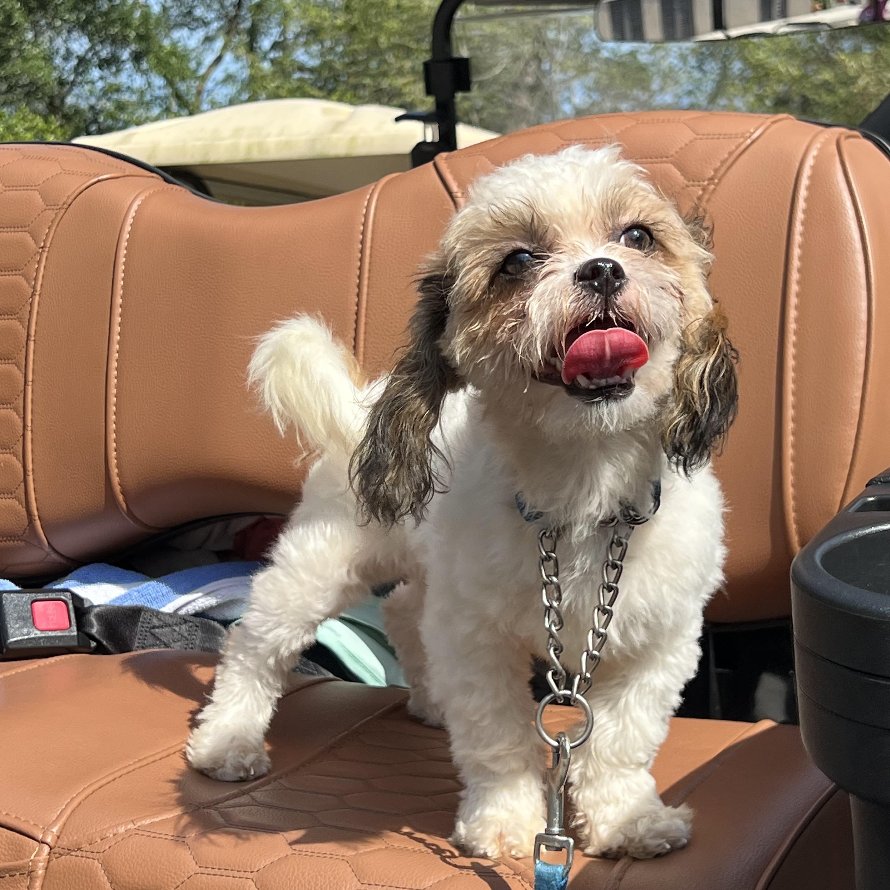 Enlarge Jax-ADOPTION PENDING, a ADOPTABLE mixed breed in Mt Pleasant, SC image 1/6