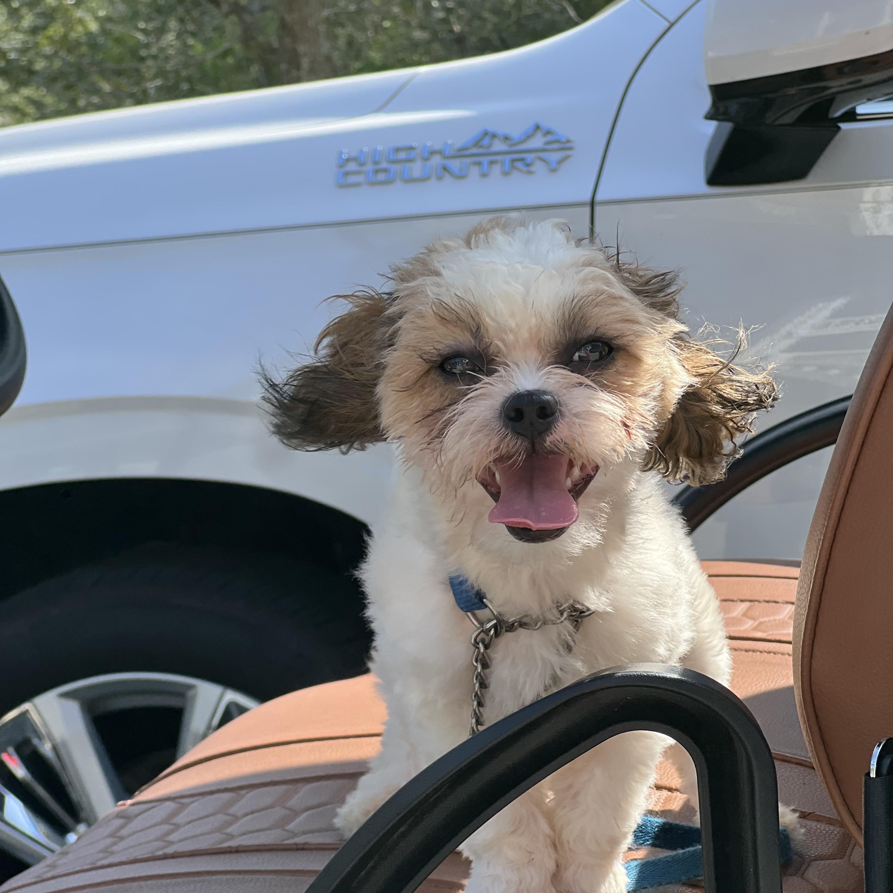 Enlarge Jax-ADOPTION PENDING, a ADOPTABLE mixed breed in Mt Pleasant, SC image 4/6