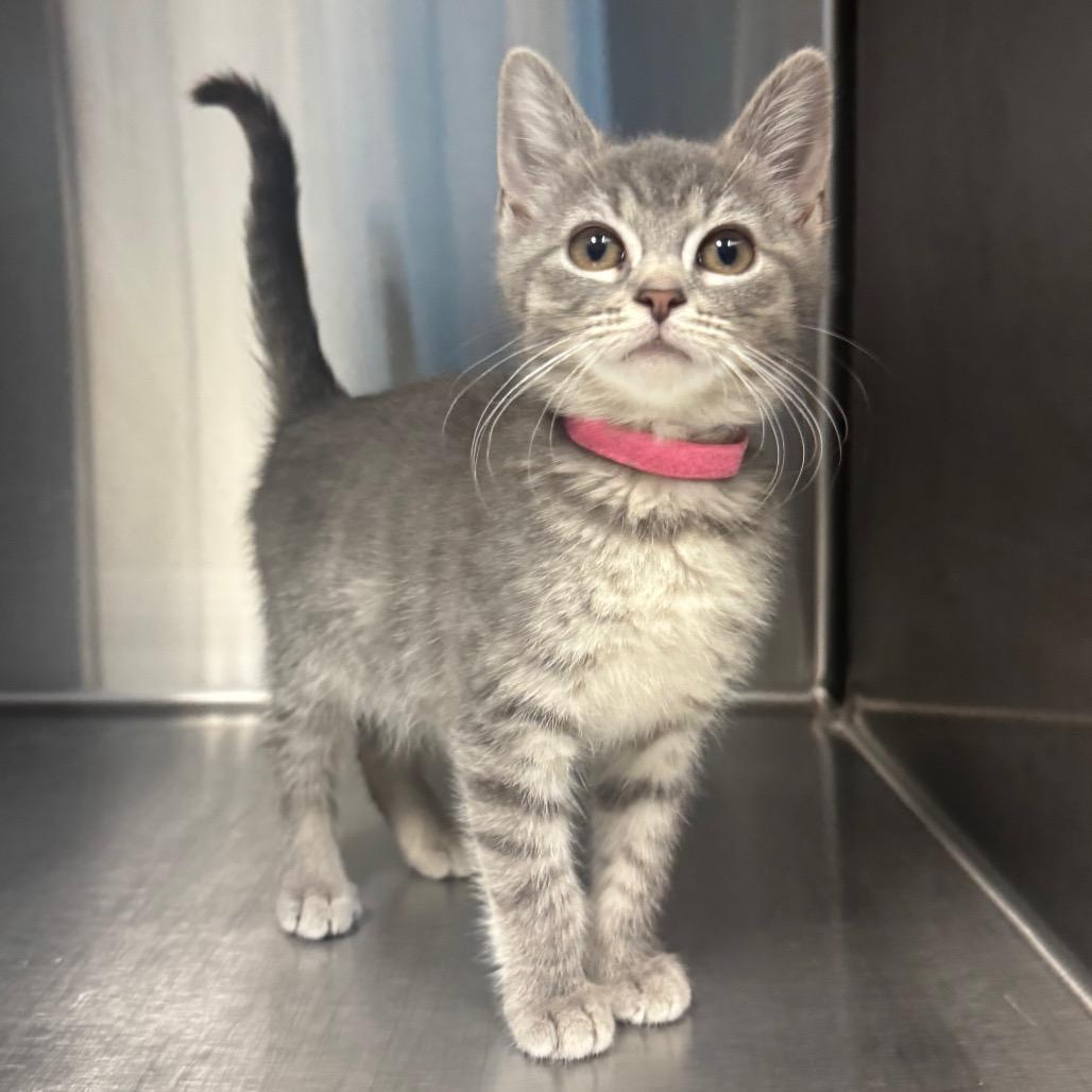 Enlarge Bisque, a Adoptable Domestic Short Hair in Easton, PA image 1/6