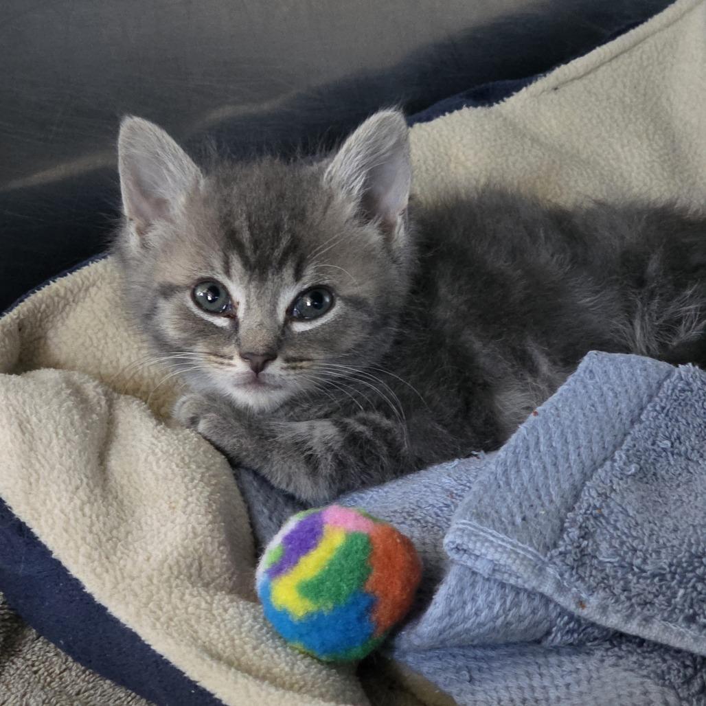 Enlarge Bisque, a Adoptable Domestic Short Hair in Easton, PA image 2/6