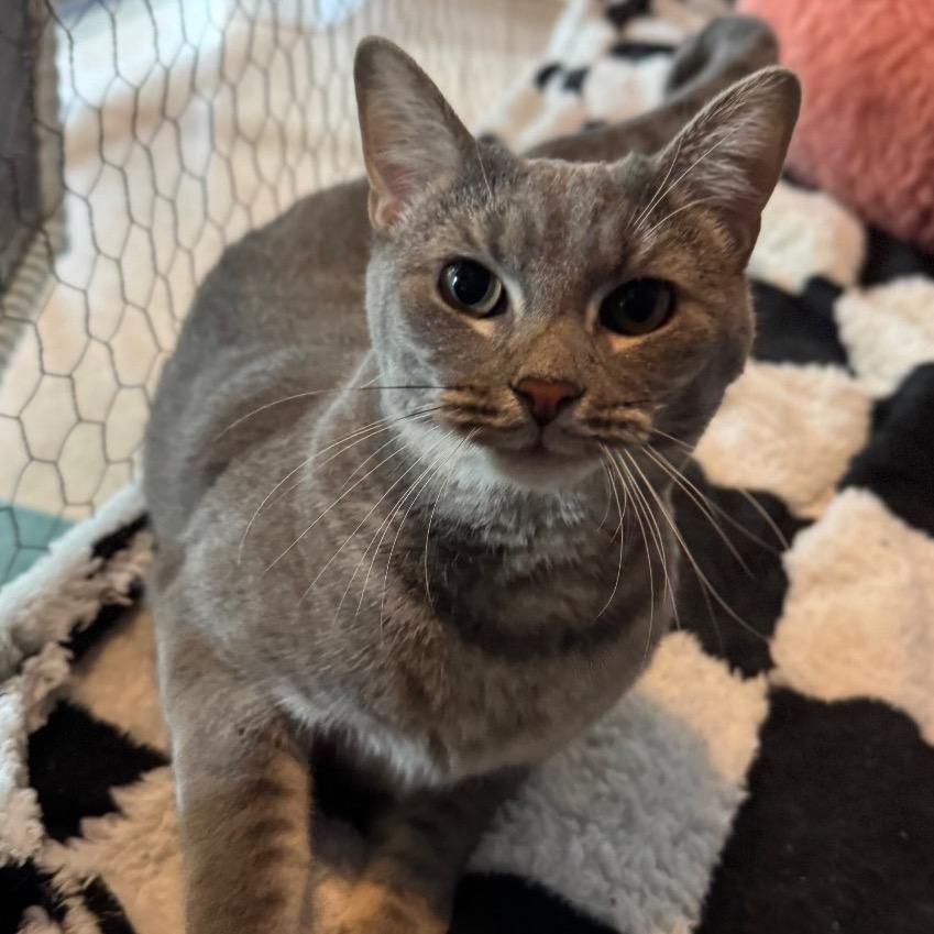 Enlarge Bisque, a Adoptable Domestic Short Hair in Easton, PA image 4/6
