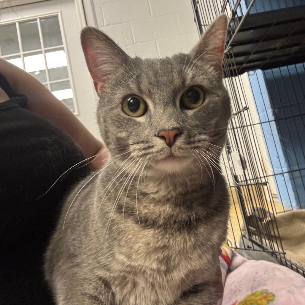 Enlarge Bisque, a Adoptable Domestic Short Hair in Easton, PA image 5/6