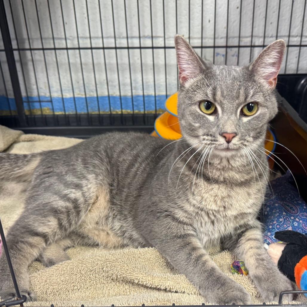 Enlarge Bisque, a Adoptable Domestic Short Hair in Easton, PA image 6/6