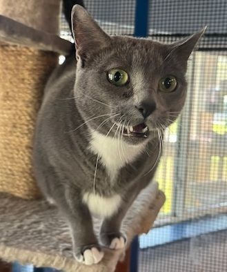 Enlarge Pixie, a Adoptable Domestic Short Hair in Porter, TX image 1/1