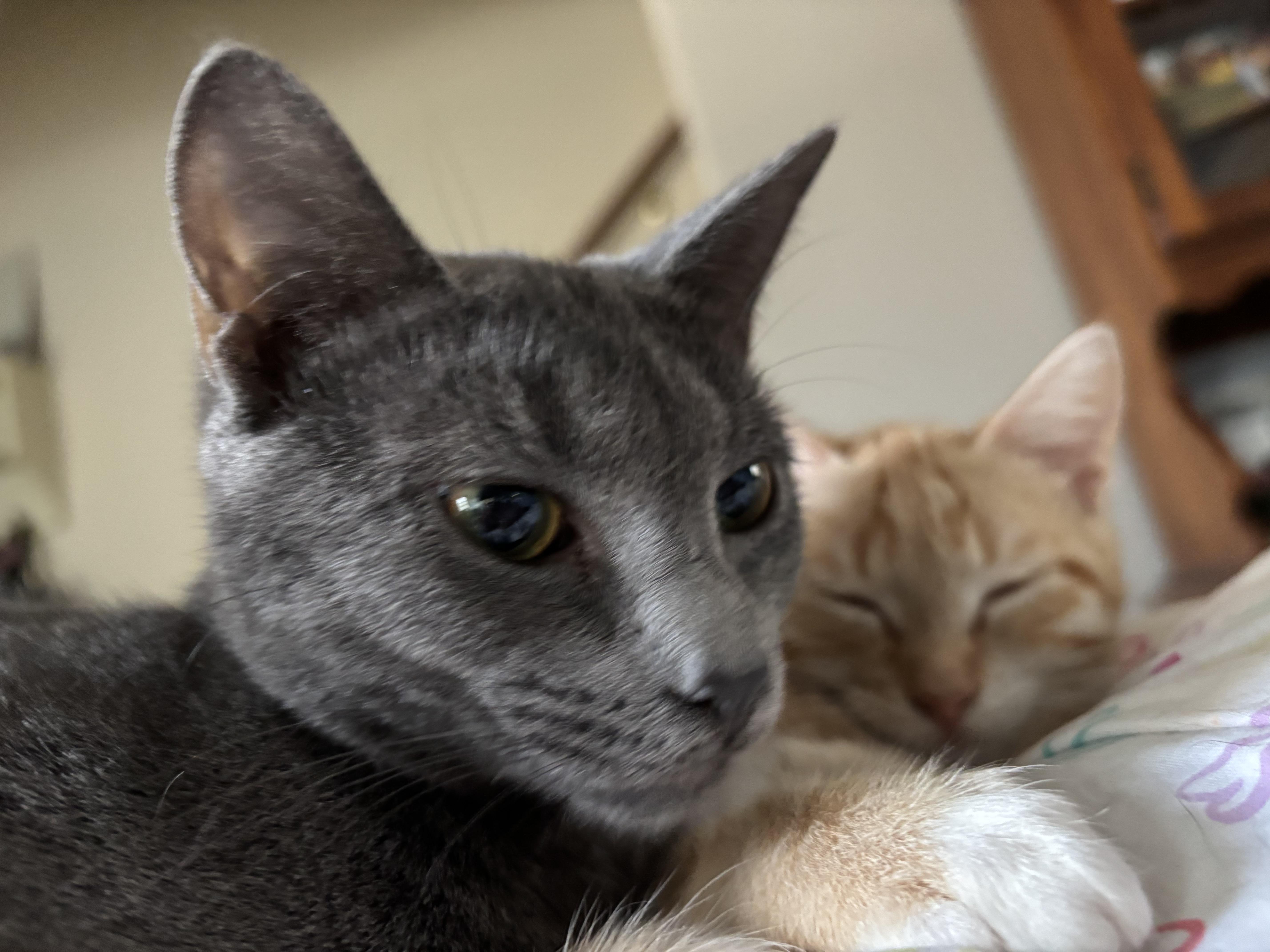 Peony, a ADOPTABLE Domestic Short Hair in Easley, SC image 2/3