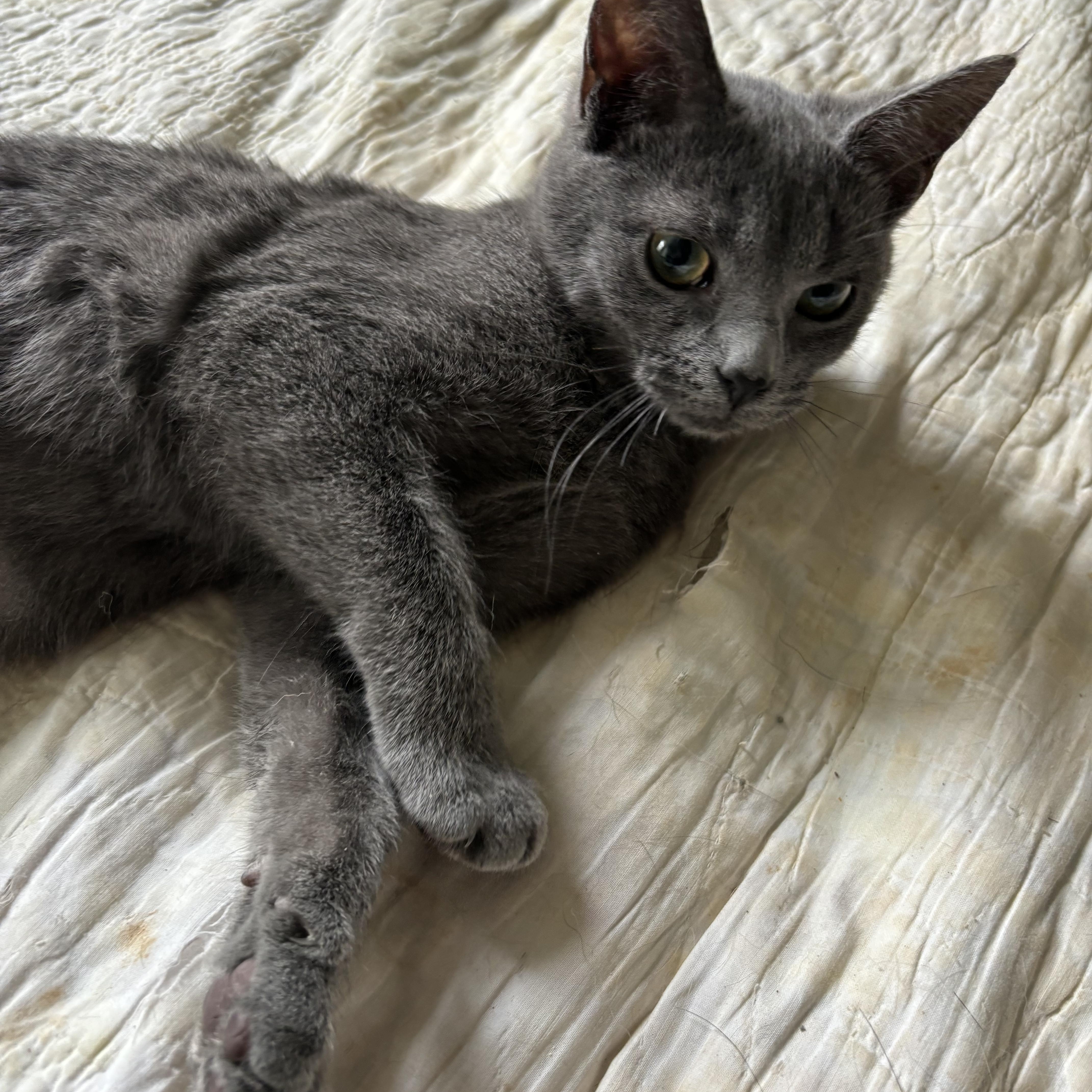 Peony, a ADOPTABLE Domestic Short Hair in Easley, SC image 3/3
