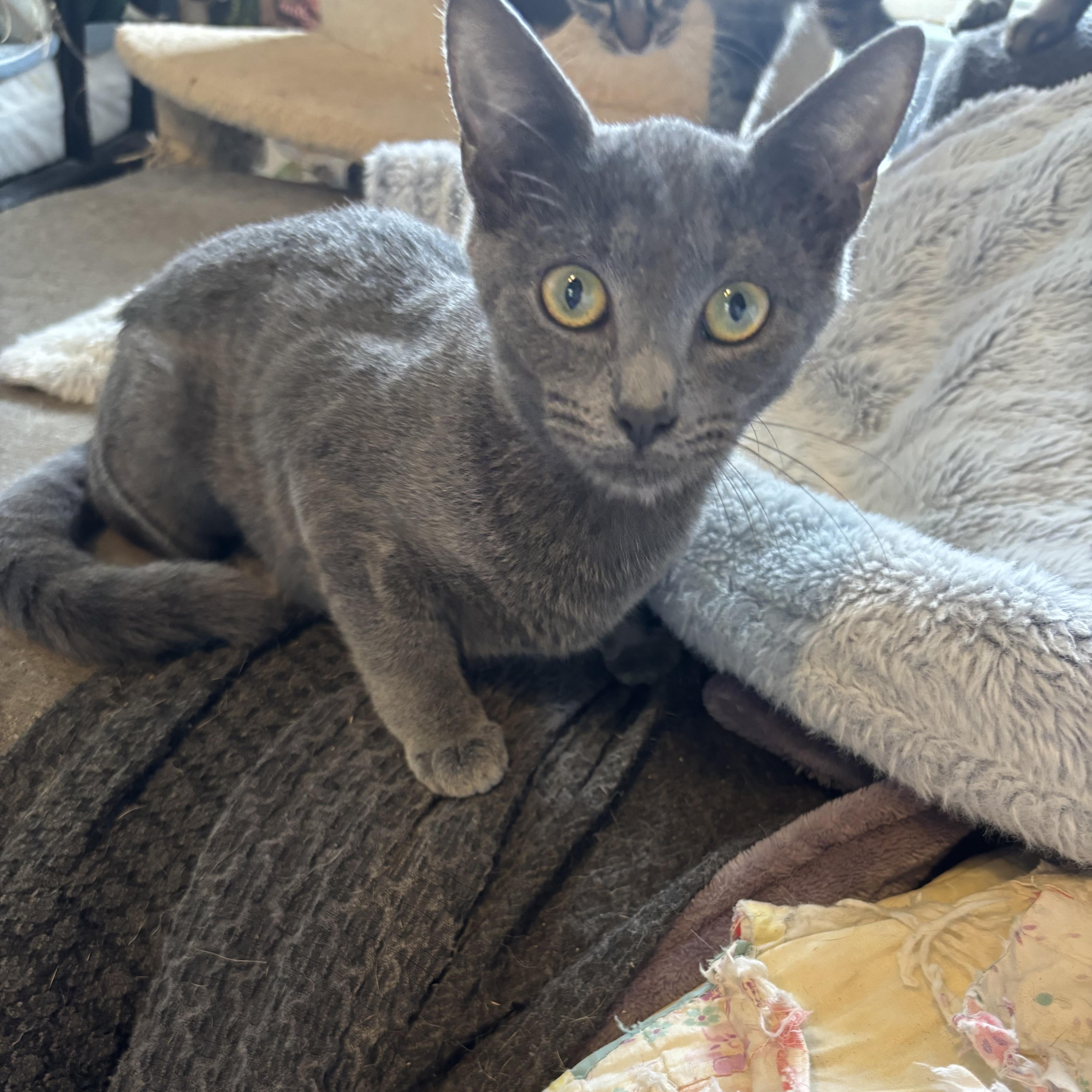 Peony, ADOPTABLE, Adult Female Domestic Short Hair.