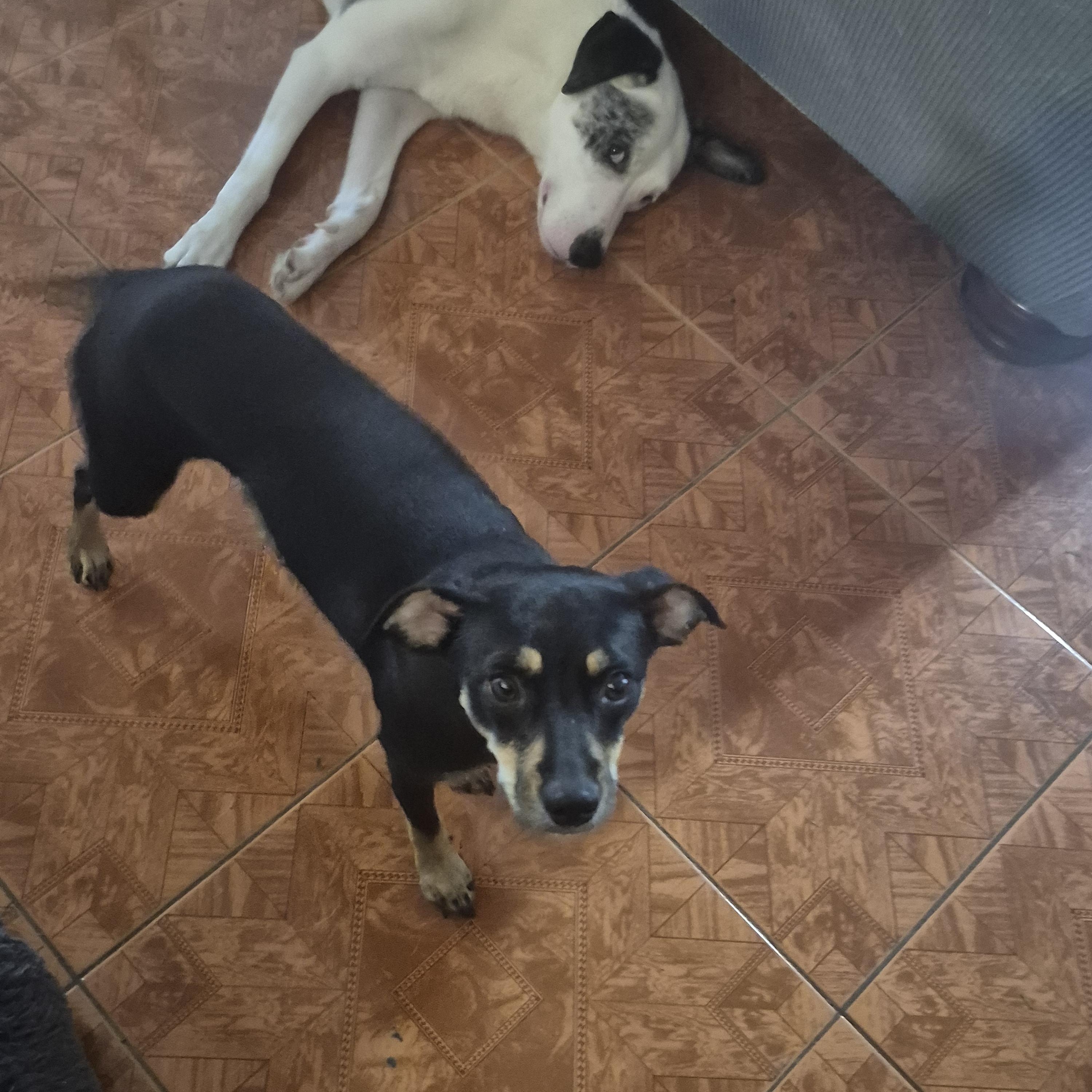 Chestnut Miniature Pinscher Dog