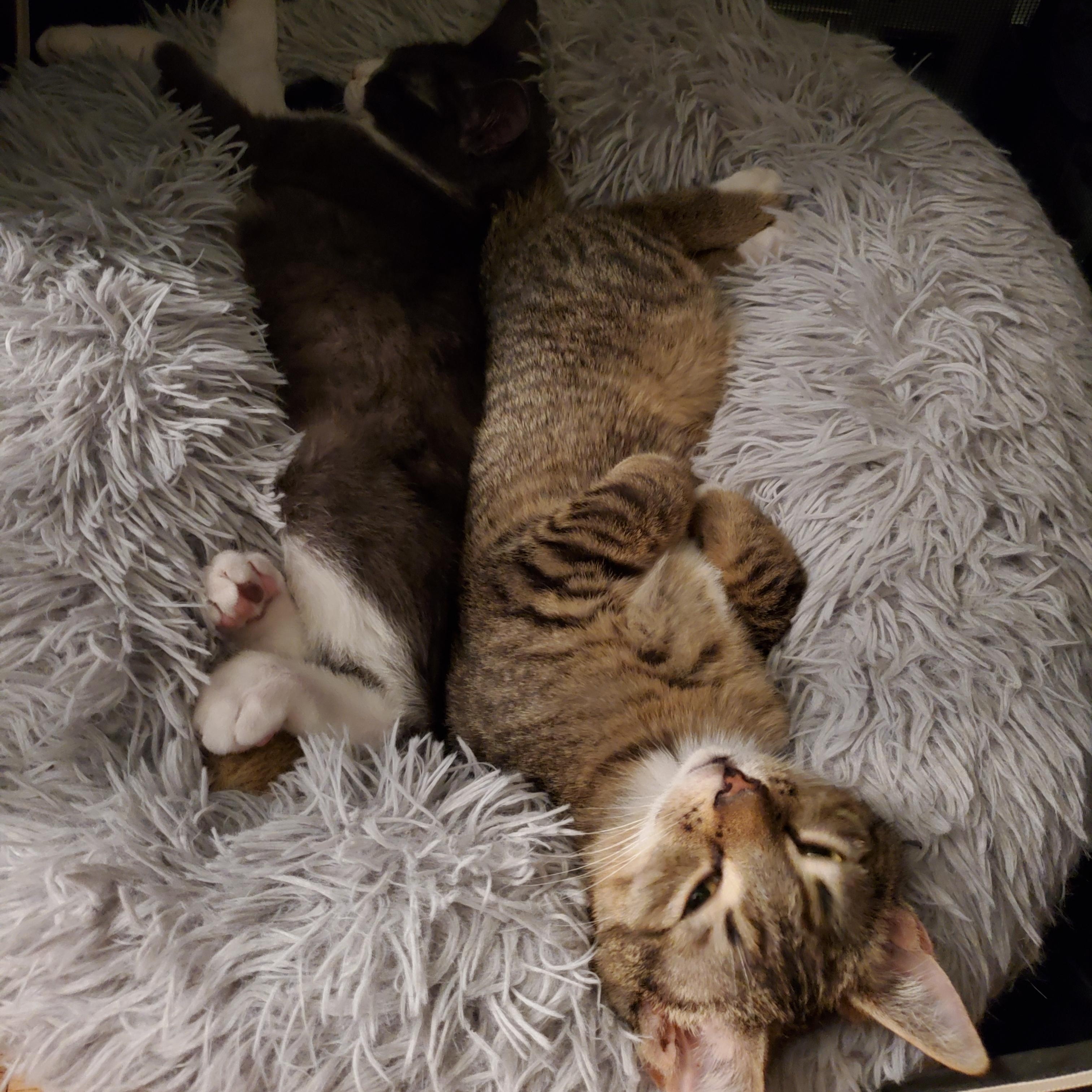 Enlarge Nori, an adopted mixed breed in Hyattsville, MD image 6/6