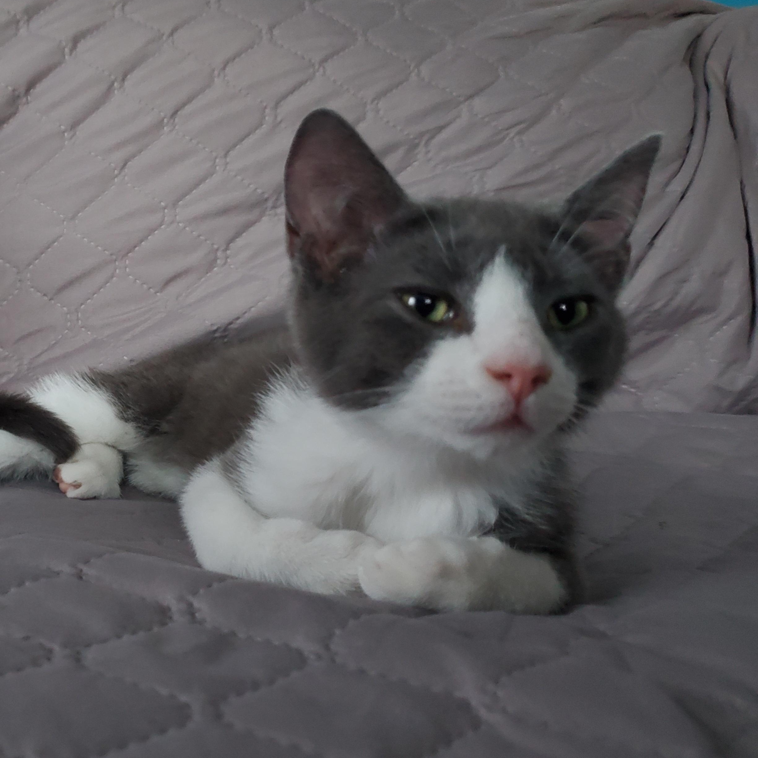 Enlarge Nori, an adopted mixed breed in Hyattsville, MD image 3/6