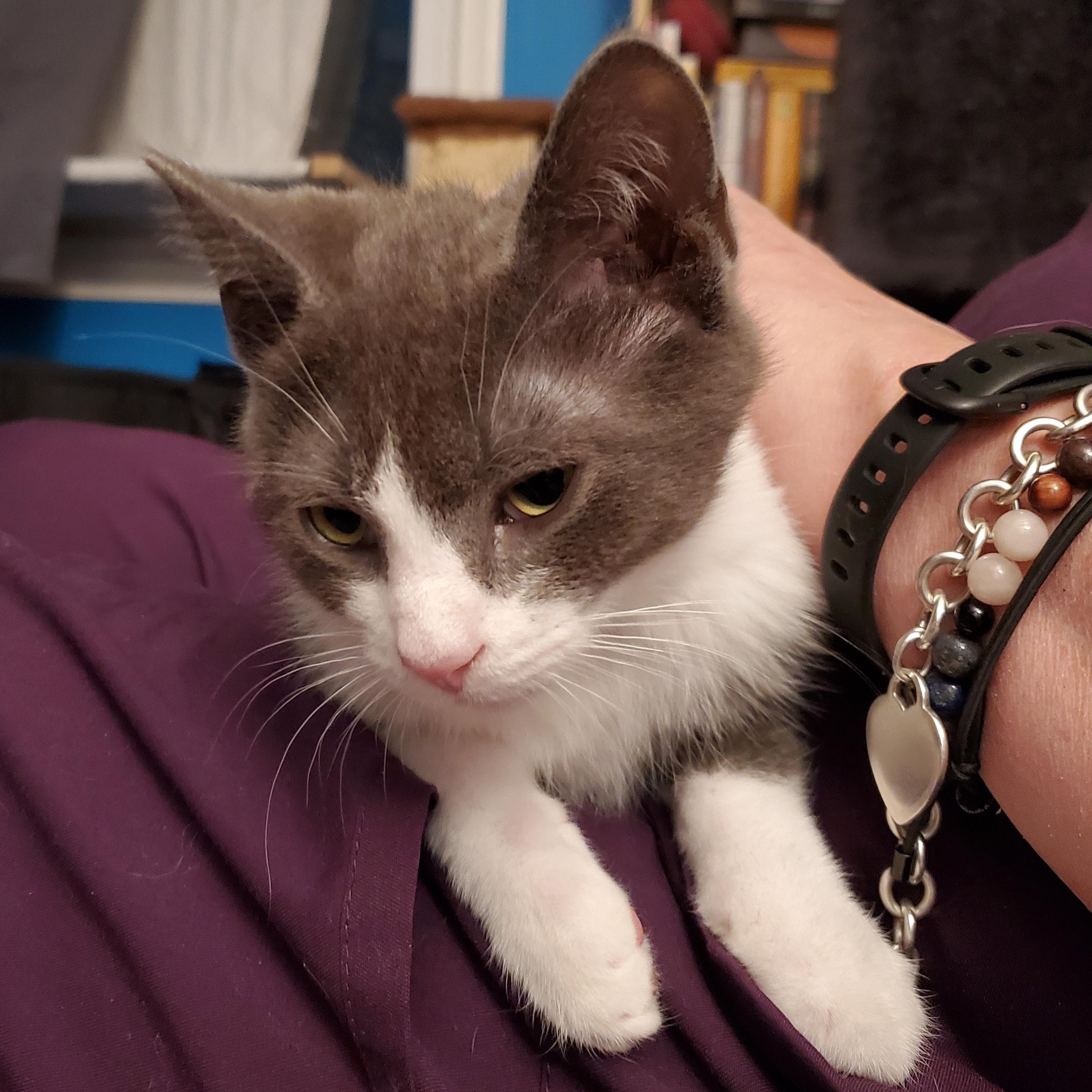 Enlarge Nori, an adopted mixed breed in Hyattsville, MD image 5/6