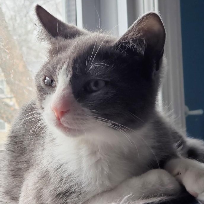 Enlarge Nori, an adopted mixed breed in Hyattsville, MD image 1/6