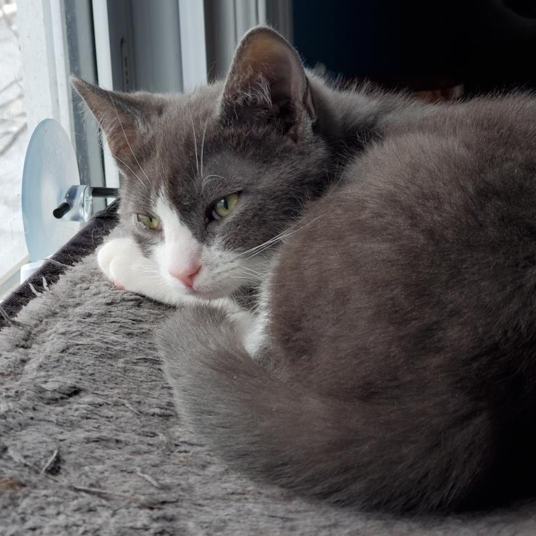 Enlarge Nori, an adopted mixed breed in Hyattsville, MD image 4/6