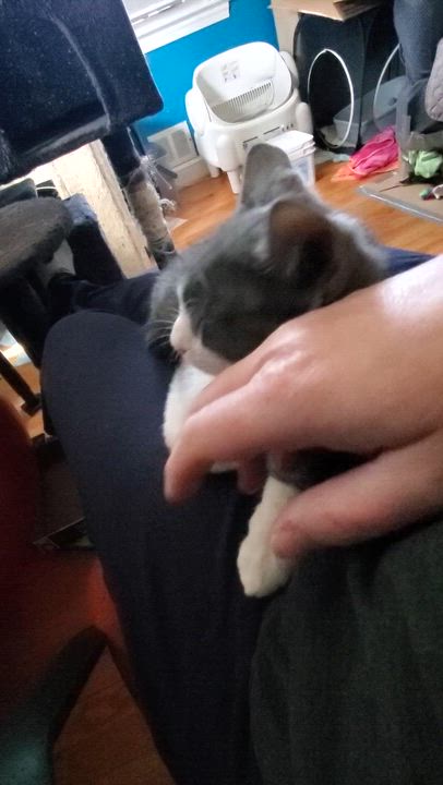 Enlarge Nori, an adopted mixed breed in Hyattsville, MD video 2/6