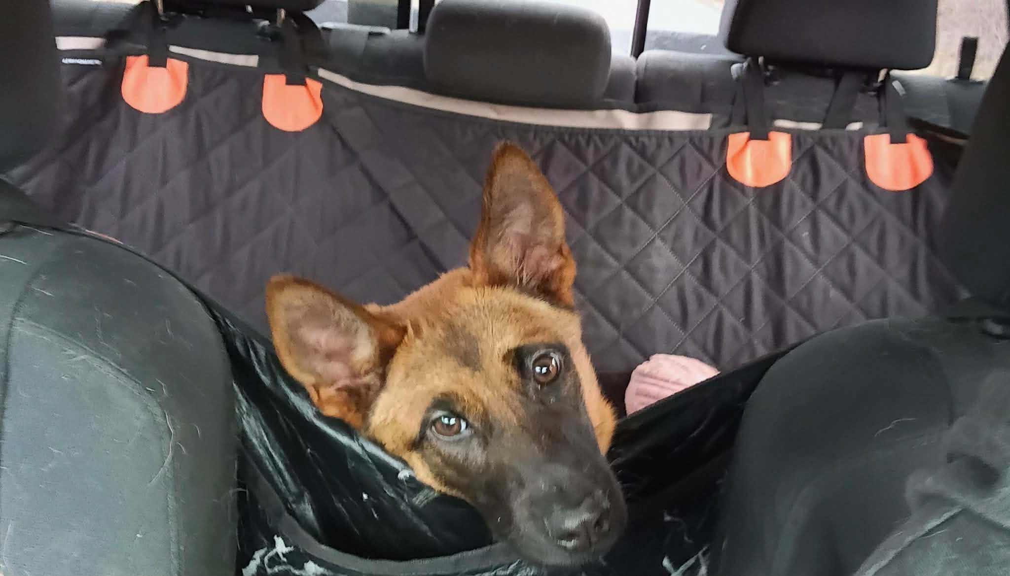 Demi, a ADOPTABLE Belgian Shepherd / Malinois in Elkton, MD image 4/5