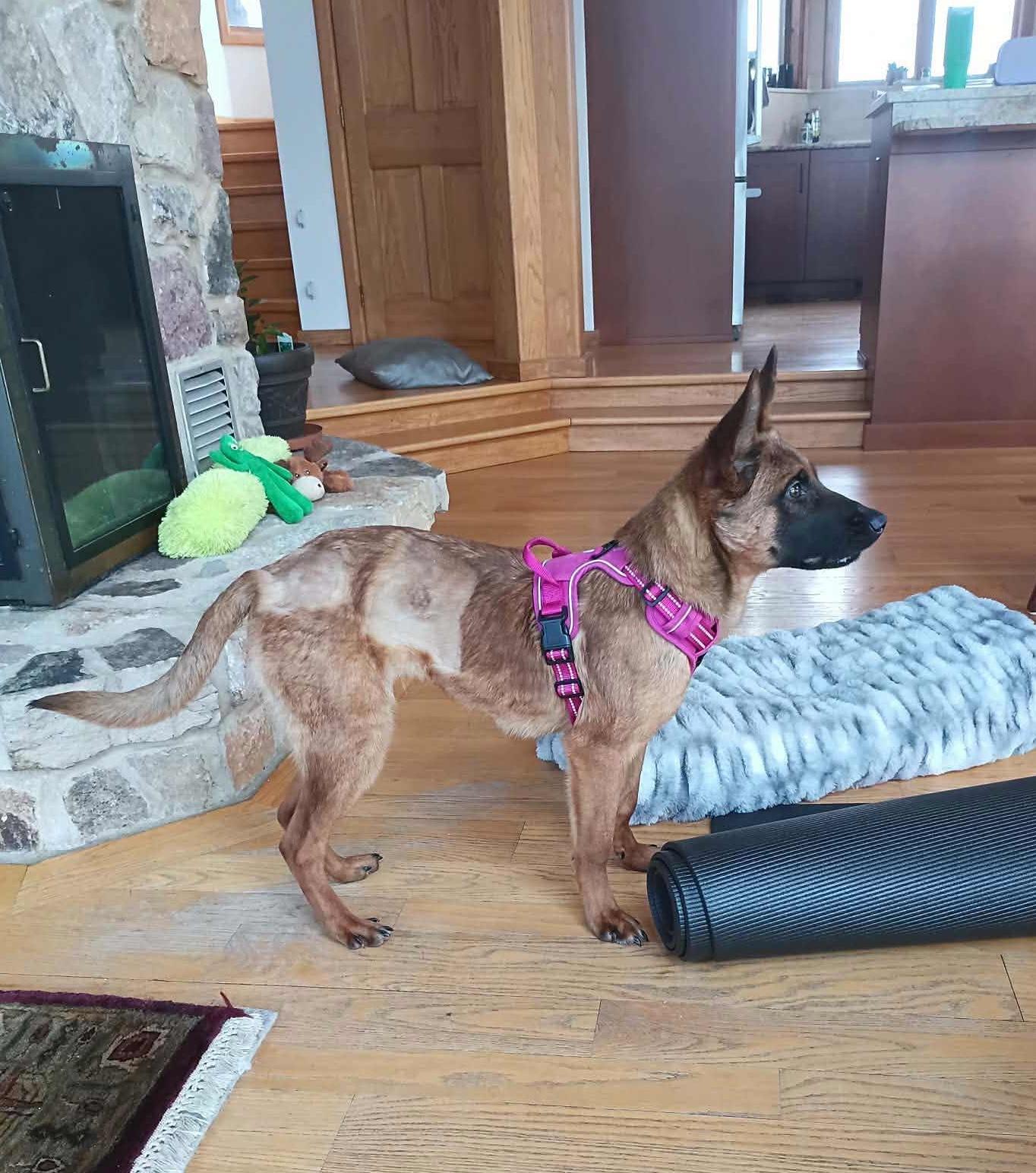 Demi, a ADOPTABLE Belgian Shepherd / Malinois in Elkton, MD image 5/5