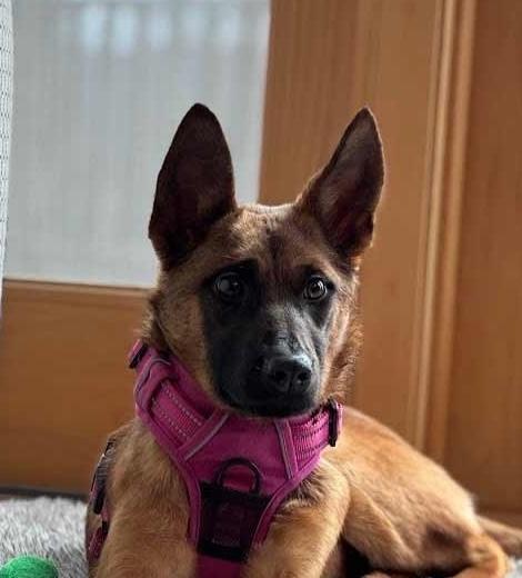 Demi, ADOPTABLE, Young Female Belgian Shepherd / Malinois.