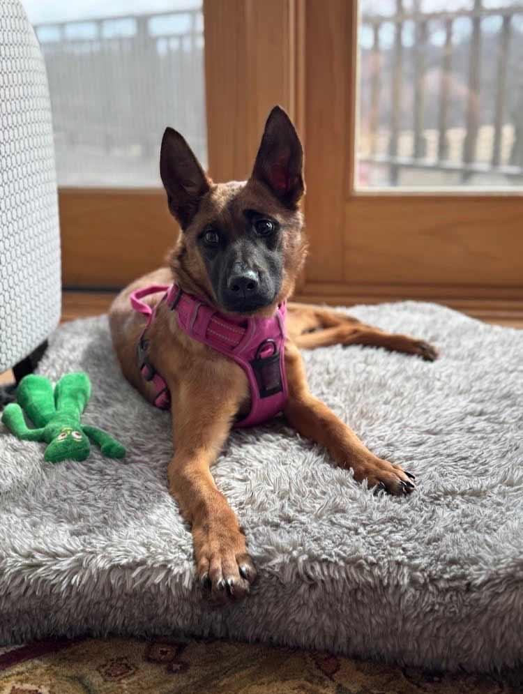 Demi, a ADOPTABLE Belgian Shepherd / Malinois in Elkton, MD image 3/5