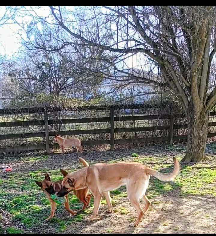Demi, a ADOPTABLE Belgian Shepherd / Malinois in Elkton, MD image 2/5