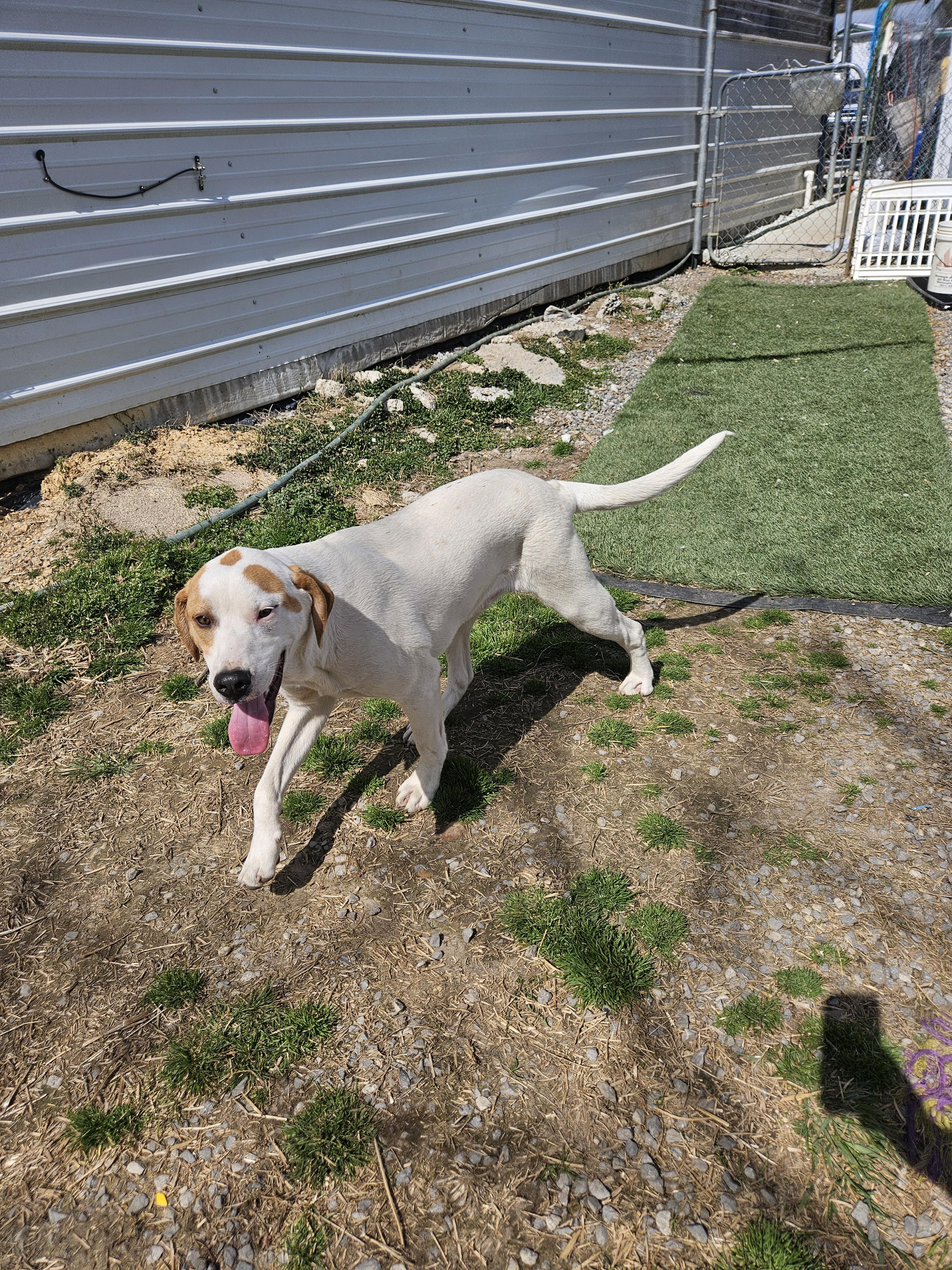 Linus, Adoptable, Young Male Foxhound.