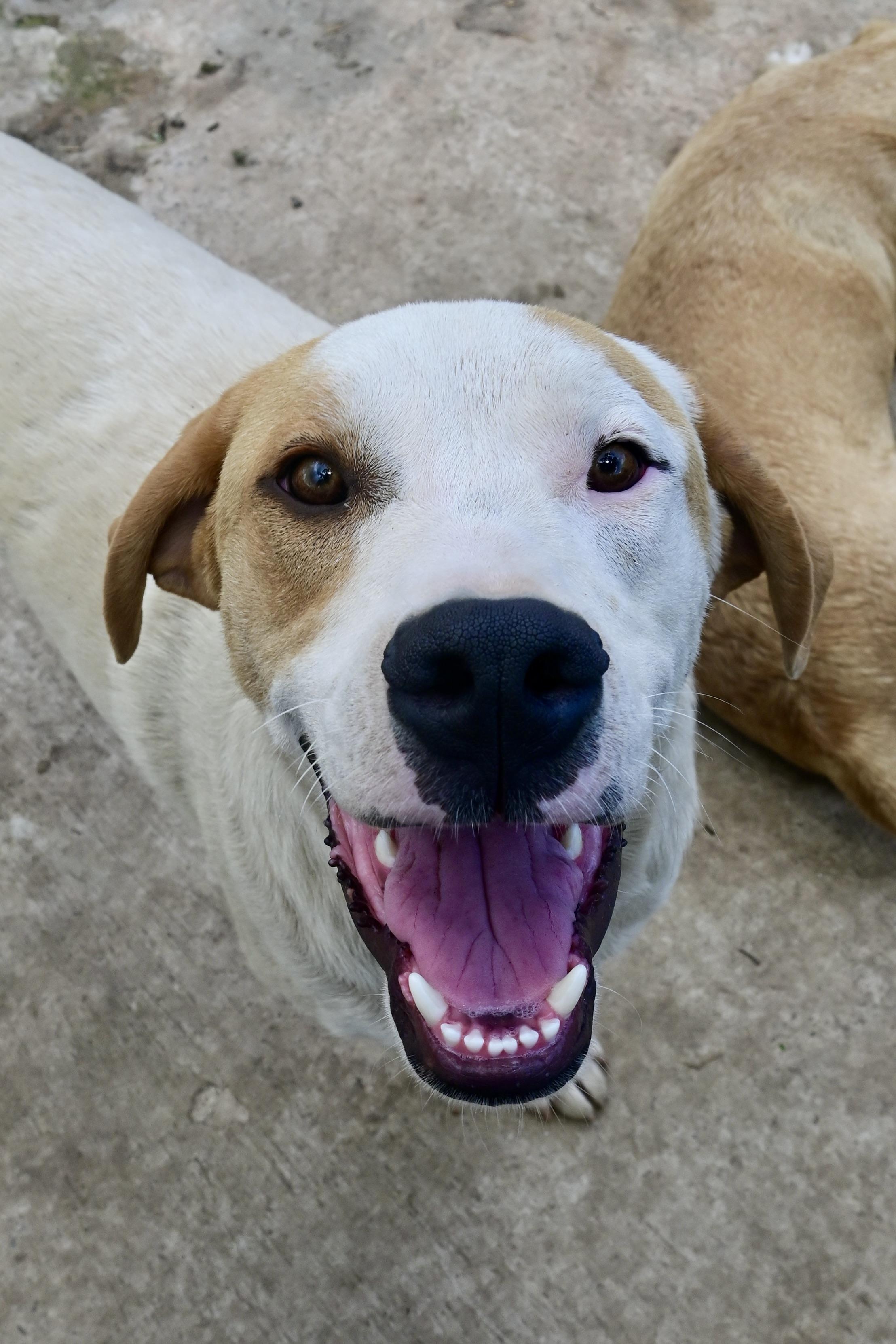 Linus, an adoptable Foxhound in Tracy City , TN, 37387 | Photo Image 3