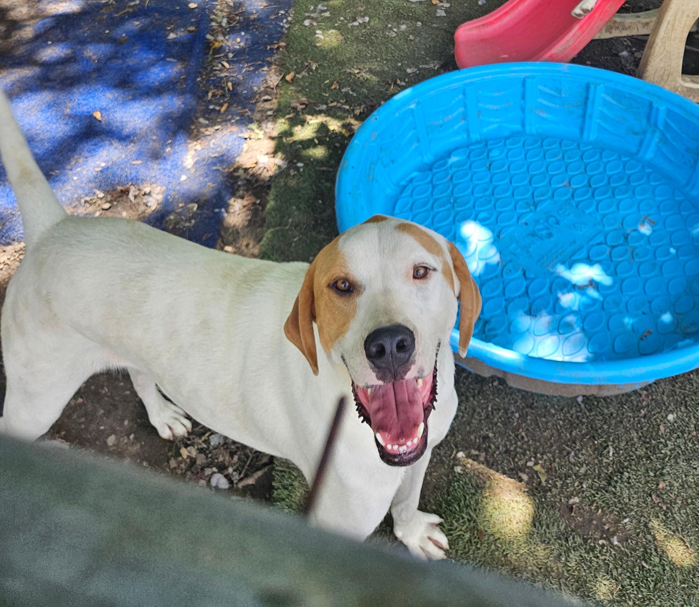 Enlarge Linus, a Adoptable mixed breed in Tracy City , TN image 1/2