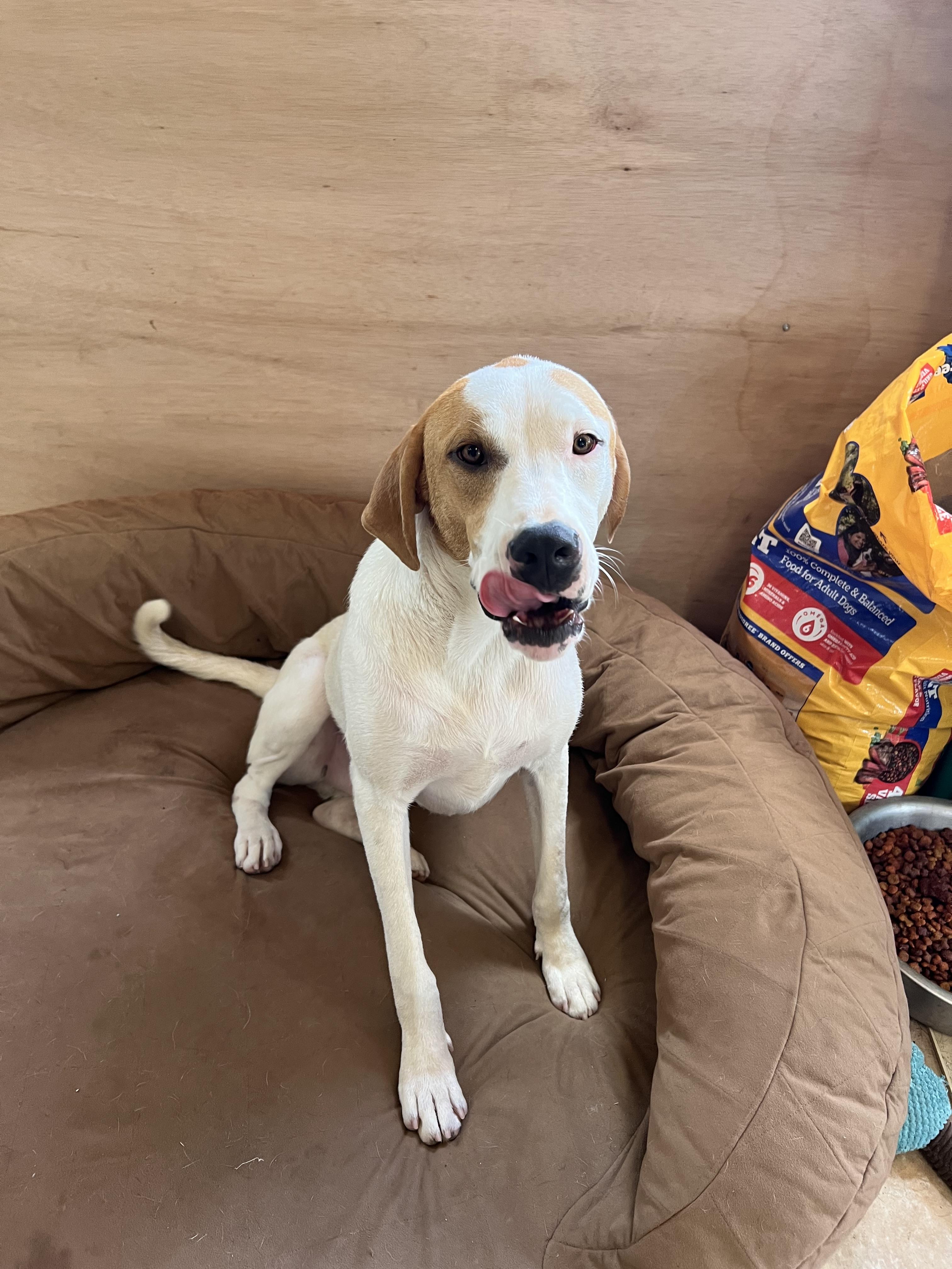 Enlarge Linus, a Adoptable mixed breed in Tracy City , TN image 3/3