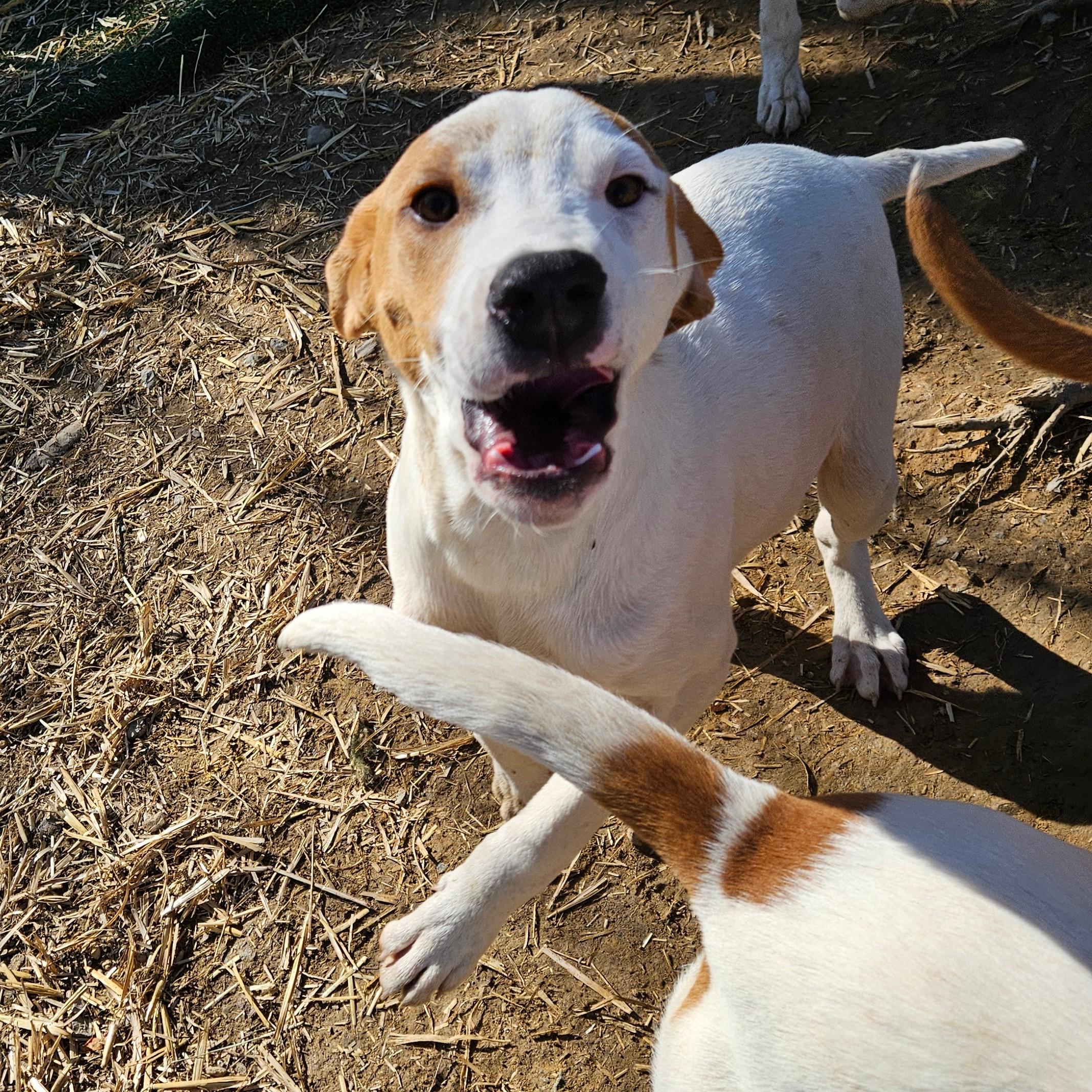Linus, Adoptable, Adult Male Coonhound & Great Pyrenees.