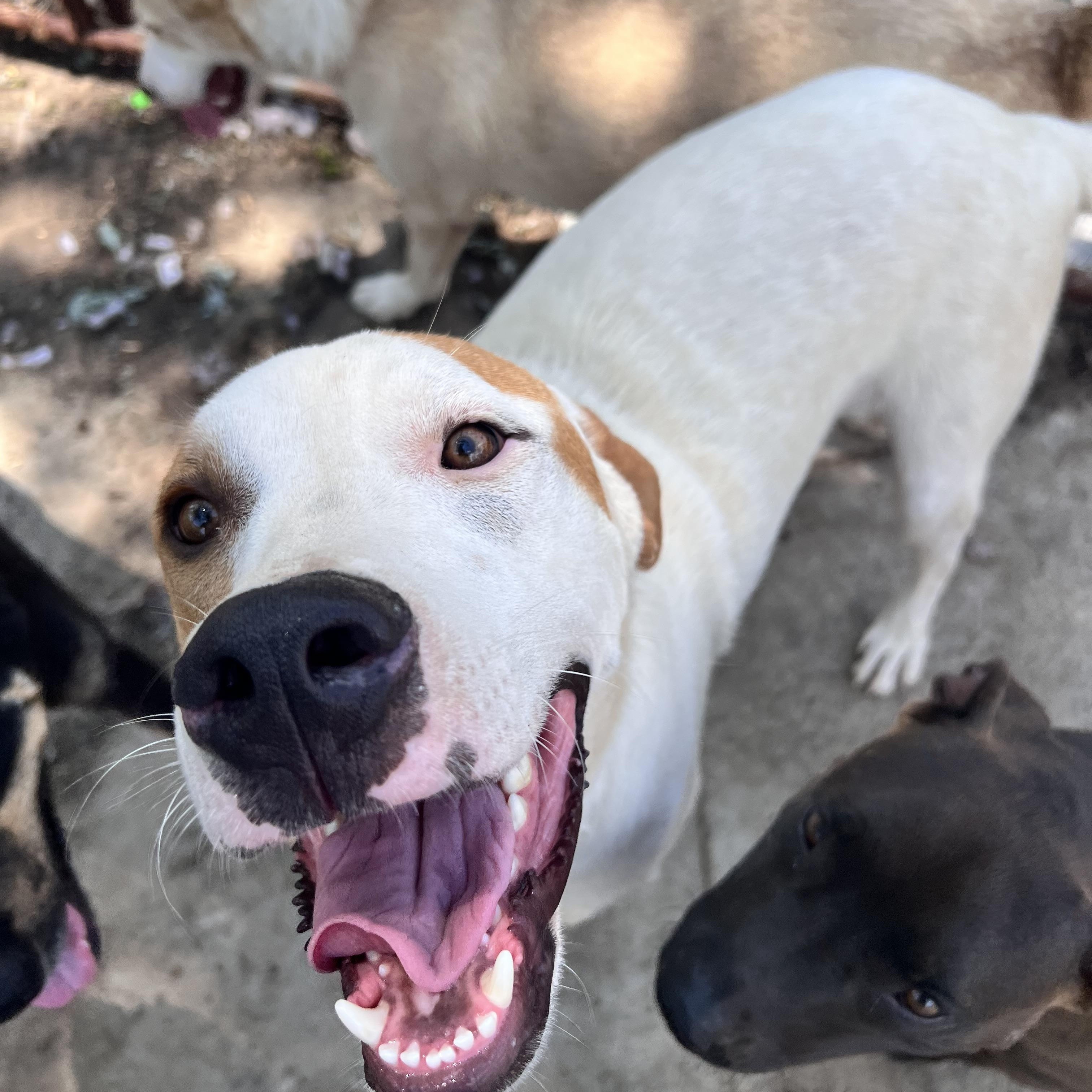 Enlarge Linus, a Adoptable mixed breed in Tracy City , TN image 2/2