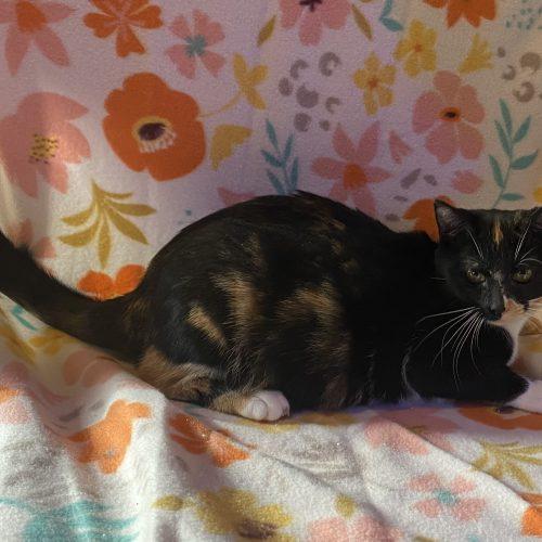 Enlarge Penelope, a Adoptable mixed breed in Knoxville, TN image 1/5