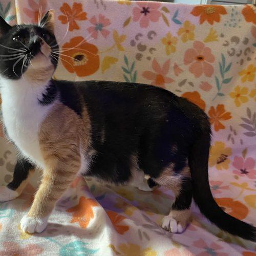 Enlarge Penelope, a Adoptable mixed breed in Knoxville, TN image 2/5