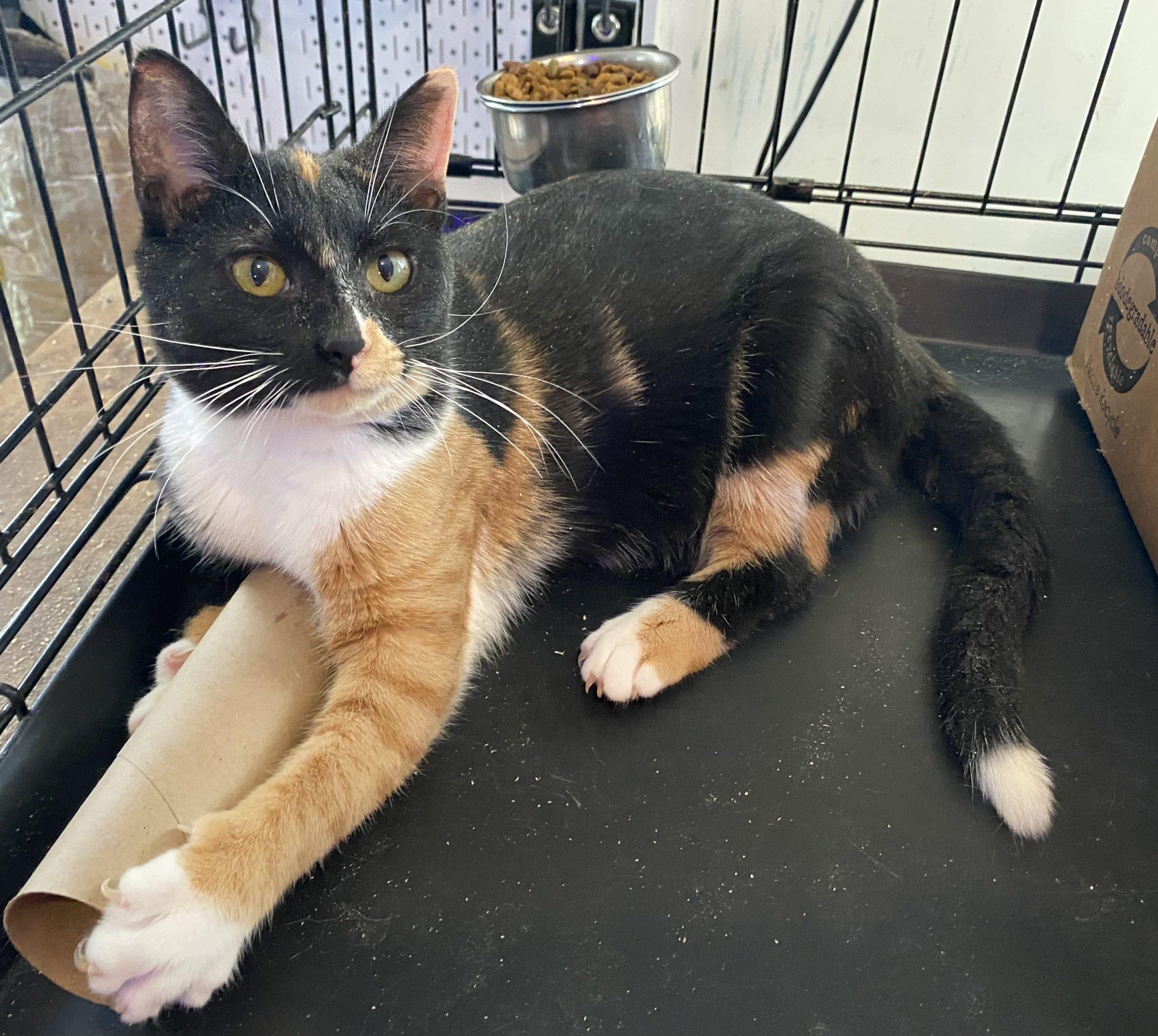 Enlarge Penelope, a Adoptable mixed breed in Knoxville, TN image 4/6