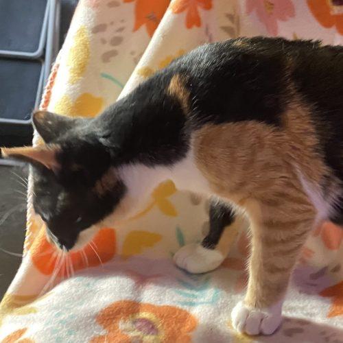 Enlarge Penelope, a Adoptable mixed breed in Knoxville, TN image 4/5