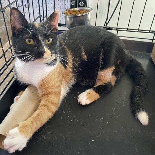 Enlarge Penelope, a Adoptable mixed breed in Knoxville, TN image 5/5