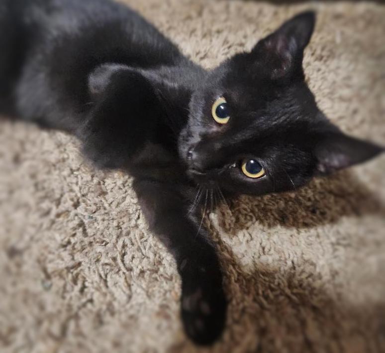 Rogue, a ADOPTABLE Domestic Short Hair in Ocean Springs, MS image 2/2