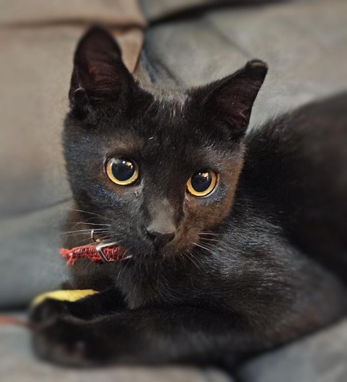 Rogue, a ADOPTABLE Domestic Short Hair in Ocean Springs, MS image 1/2