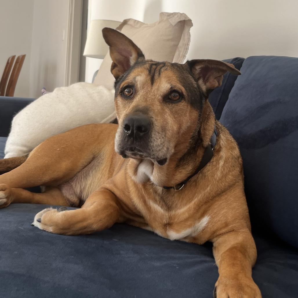 Nibbler, Adoptable, Senior Male Mixed Breed.