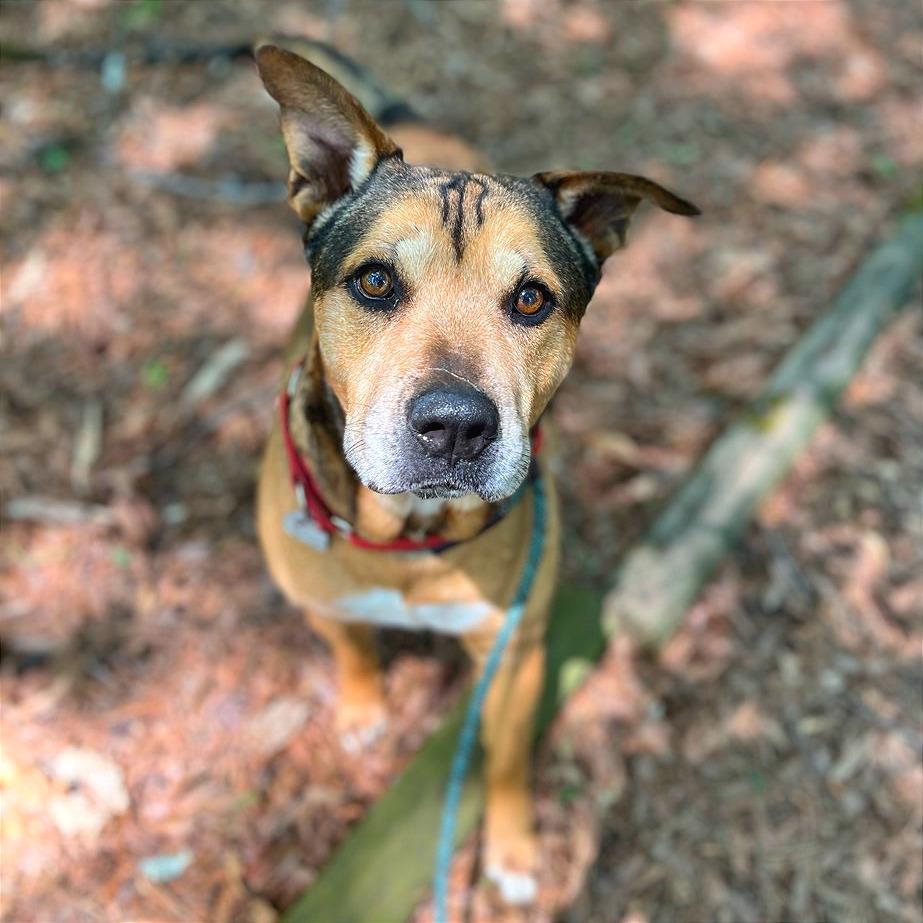 Enlarge Nibbler, a Adoptable Mixed Breed in Chattanooga, TN image 2/6