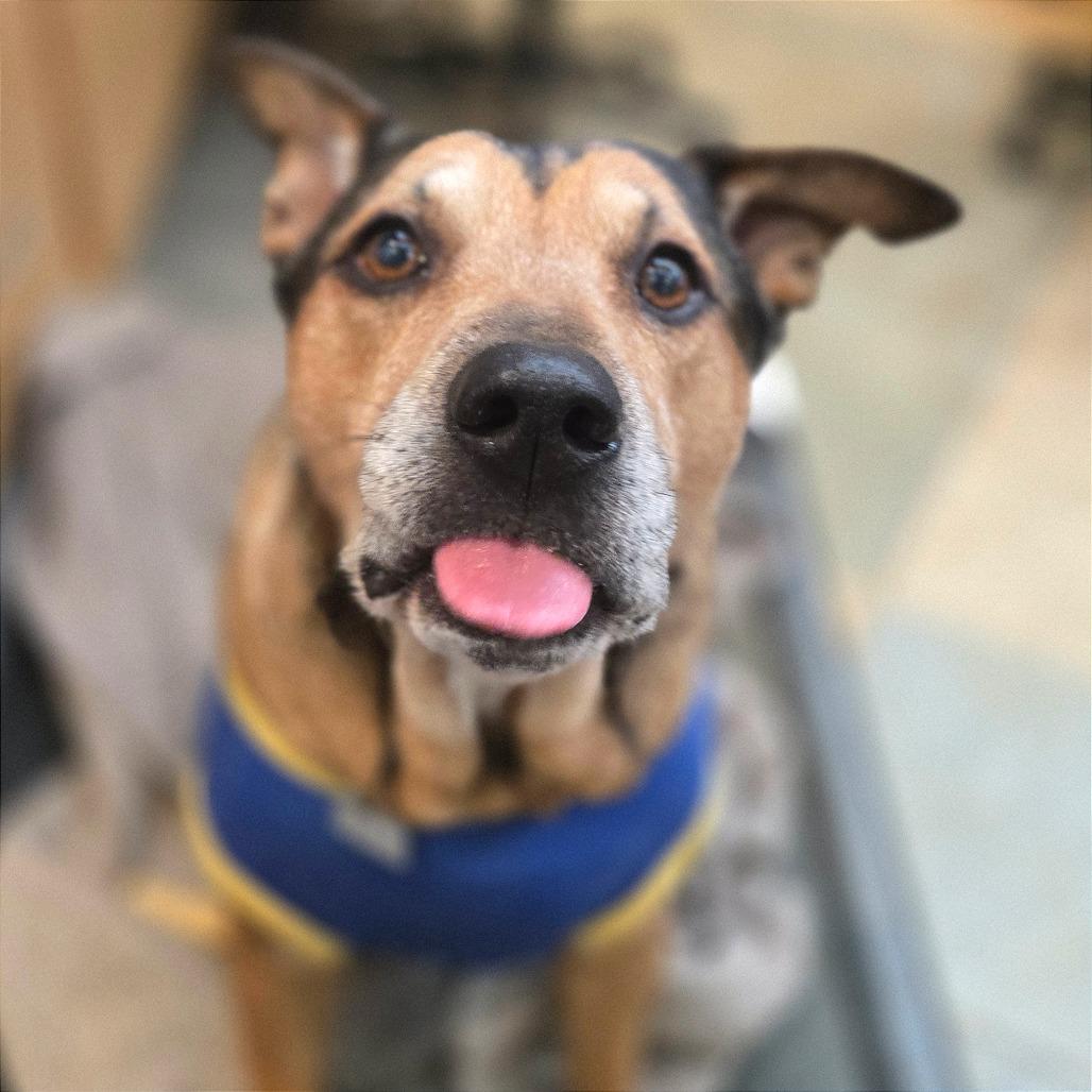Enlarge Nibbler, a Adoptable Mixed Breed in Chattanooga, TN image 3/6