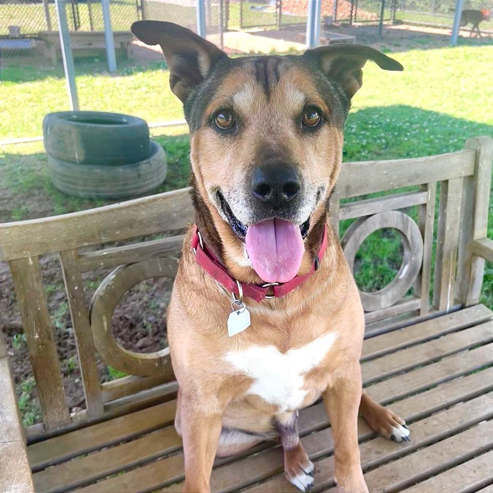 Enlarge Nibbler, a Adoptable Mixed Breed in Chattanooga, TN image 4/6